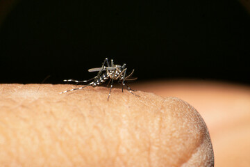 Aedes albopictus , Stegomyia albopicta, from the mosquito (Culicidae) family, also known as the Asian tiger mosquito or forest mosquito