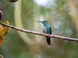 green hummingbird sitting on a branch in the Costa Rican rainforest
