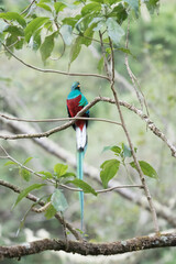 Resplendent Quetzal, Pharomachrus mocinno, from Savegre in Costa Rica with blurred green forest in background. Magnificent sacred green and red bird
