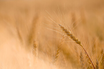 Fototapeta premium Golden ears of wheat on the background of a ripening field. Agricultural plant close-up. The concept of planting and harvesting a rich harvest. Rural landscape at sunset.