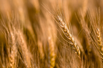 Golden ears of wheat on the background of a ripening field. Agricultural plant close-up. The concept of planting and harvesting a rich harvest. Rural landscape at sunset.