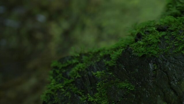 苔の映像　山の　緑　スローモーション　a7s3　ソニー