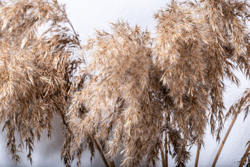 Bulrush plant on white background. Wild grass. Template. Copy space.