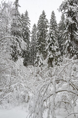 Snow and frost covered spruce fir  trees in beautiful winter landscape