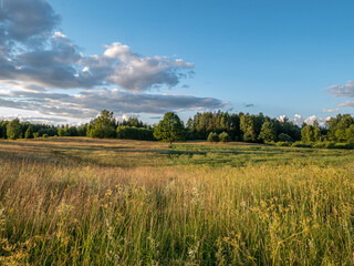 Rural Summer field landscape meadow with cloudy sky and forest in background