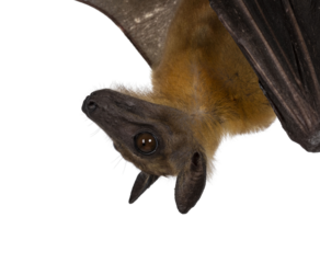 Head shot of young adult flying fox, fruit bat aka Megabat, hanging upside down. Looking sode ways away from camera. Isolated cutout on transparent background.