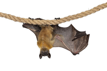 Funny face pic of young adult flying fox, fruit bat aka Megabat, hanging on sisal rope with one wing spread showing structure of the bones. Isolated cutout on transparent background.