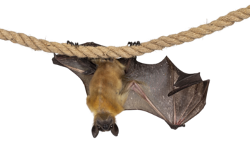 Funny face pic of young adult flying fox, fruit bat aka Megabat, hanging on sisal rope with one wing spread showing structure of the bones. Isolated cutout on transparent background.