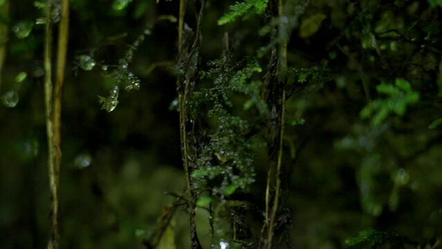 苔の映像　山の　緑　スローモーション　a7s3　ソニー