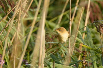 Great reed warbler Acrocephalus arundinaceus
