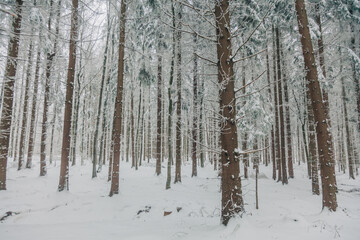 Snowy forest in december in Lower Silesia, Poland