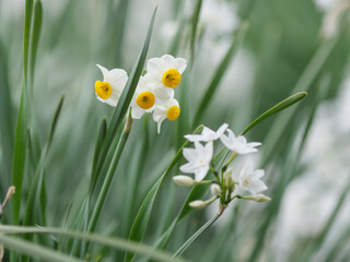 Fototapeta premium 可憐に咲く水仙の花々 1月