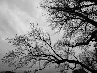 曇り空と冬枯れの木々　モノクローム写真