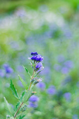 purple medicinal plant flower, free space