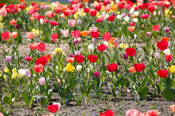 bunt blühendeTulpen,  (Tulipa), Blumenbeet, Deutschland