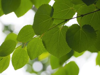 Fototapeta na wymiar 新緑　カツラの葉