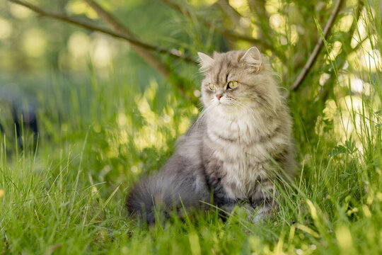 Katze ist im Sommer im Garten auf Streifzug, Britisch Langhaar Freig&auml;nger in der Natur