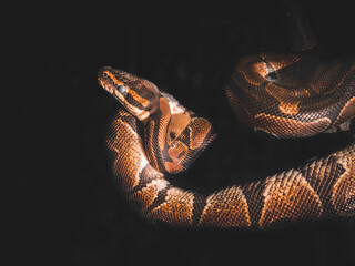 boa constrictor hunting its food