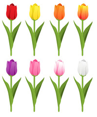 Vector image of tulips. Beautiful spring flowers.  A bright design element. Valentine's Day, March 8, Mother's Day