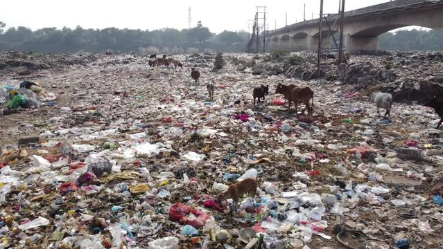 A lot of plastic is lying in the dustbin and various animals, cows and other birds are gathering food from it.