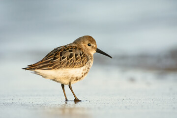 Dunlin Calidris alpina
