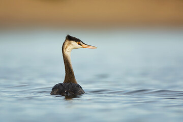 Great crested grebe Podiceps cristatus
