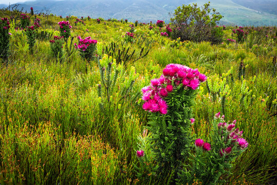Pink everlasting, pink strawflower or Cape everlasting (Phaenocoma prolifera) flower in amongst typical fynbos habitat. Hermanus, Whale Coast, Overberg, Western Cape, South Africa.