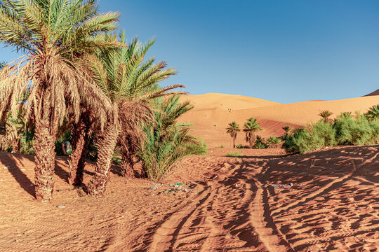 Plastic waiste pollution and garbage bags in the desert sand of Taghit, Bechar in Algeria. Palm trees and sand dunes in a sunny day with a blue sky. Three tourists afar climbing a dune.