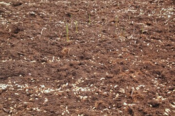 Young germinated wheat germ, sprouts and seeds in the farm field earth with crops. Green rye cereals growing. Agricultural spring activity, gardening, ecology harvest concept. Yield agrarian barley