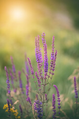 Sage flowers in sunlight. Selective soft focus. Salvia.