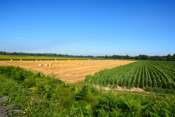 Champ de blé