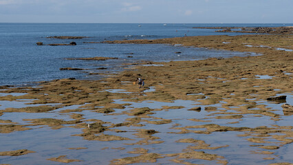 Fototapeta premium Father and son shellfishing at low tide on the beach of Caleta, Cádiz. Spain