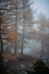 Autumnlandscape in Trentino Italy