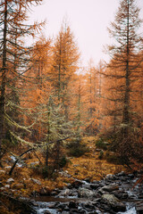 Obraz premium Autumnlandscape in Trentino Italy