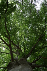 Fototapeta premium Tree with green leaves from below
