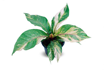 Anthurium Renaissance (Flamingo Flower,Tail Flower) growth in pot, ornamental plant isolated on white background. Exotic colorful variegated leaf, tropical tree decoration