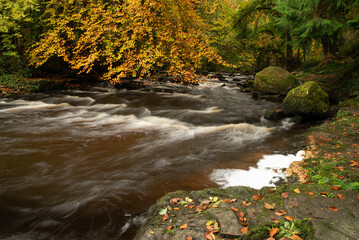 Autumnal scene river rapids with tree in full autumn colour and golden leaf covered rocks on the riverbank.