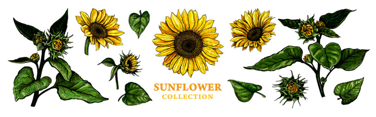 Set of hand drawn luxurious Sunflowers. Vector illustration of plant elements for floral design.Colored sketch of wildflowers isolated on a white background. Beautiful bouquet of Helianthus - 569501956