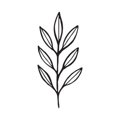 Twigs with leaves isolated on a white background. Vector hand drawn illustration. Ideal for cards, logos, decorations, invitations, cosmetic design. Vector illustration