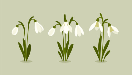 Vector illustration of snowdrop. Spring flowers. Snowdrops blooming through the snow.
