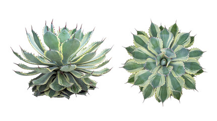 Obraz premium Agave plant isolated on white background.This has clipping path. 