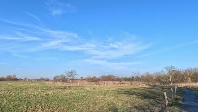 Greylag geese fly in spring in the federal state of Brandenburg, with the Vehlefanz windmill in background, Germany
