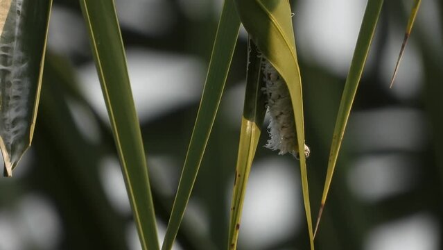 caterpillar eating leaf - tree .