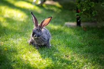 Cute adorable grey fluffy rabbit sitting on green grass lawn at backyard. Small sweet bunny sitting at meadow in green garden on bright sunny morning. Easter nature and animal bokeh background