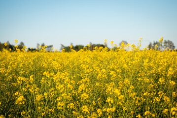 Obraz premium Blooming agricultural field of oilseed. Bright yellow rapeseed close up. Agriculture, oil industry concept
