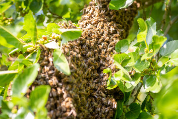 Swarm of bees on a tree close up. Big cluster of bees after leaving their hive