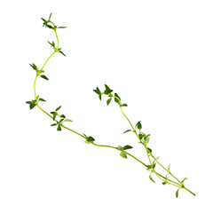 Thyme fresh herb isolated on a transparent background.