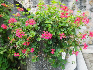 Blooming pink ivy geranium pelargonium, vertical design of landscaping of streets and parks....