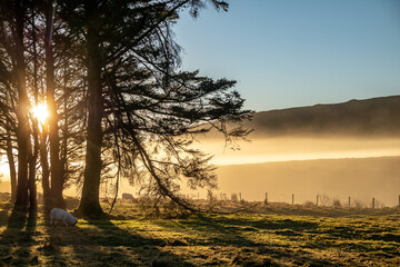 Fototapeta na wymiar Beautiful trees in the fog in County Donegal - Ireland