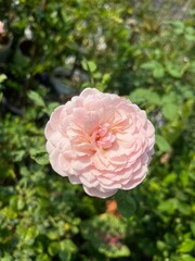 Fototapeta premium pink rose in garden